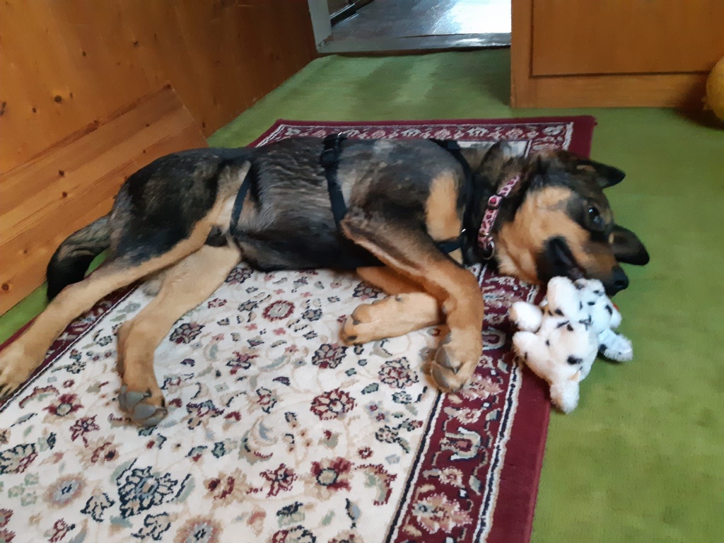 Sultan bello Zuhause 2