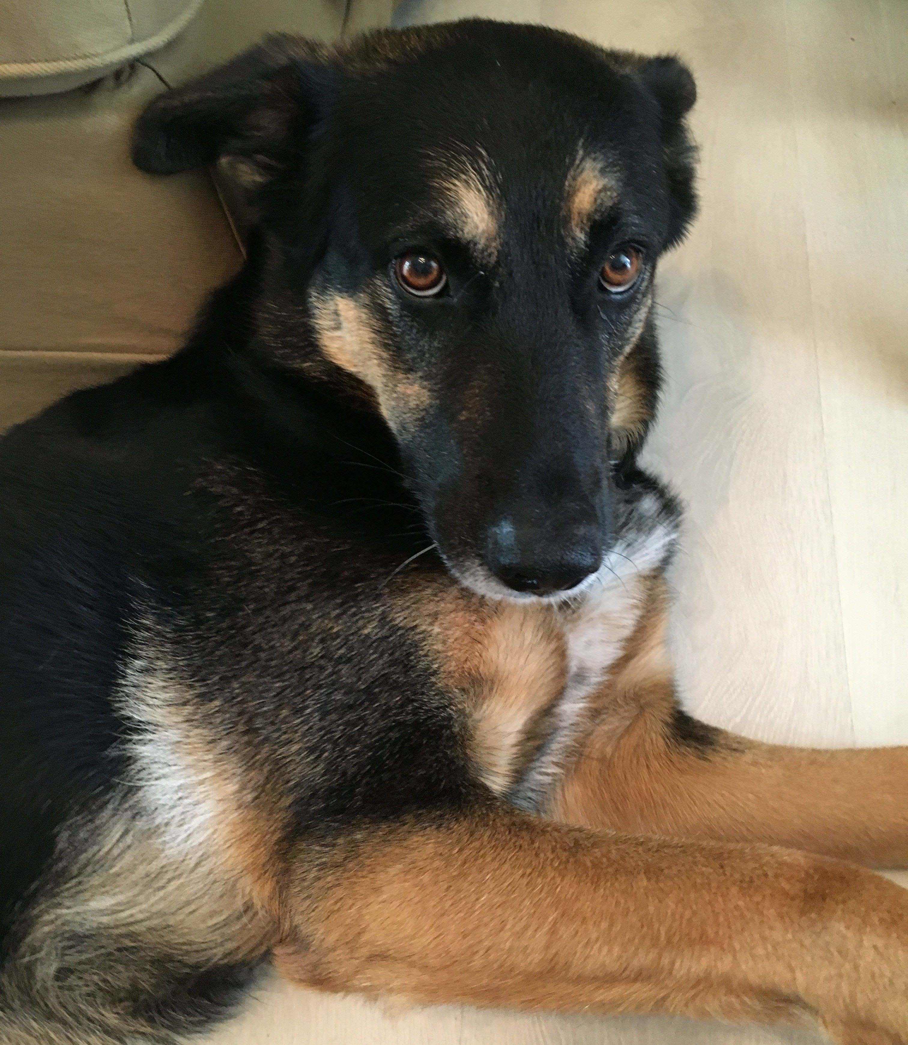 Elsie Regenbogenbrücke