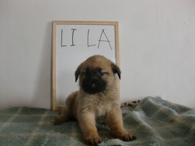 Lila