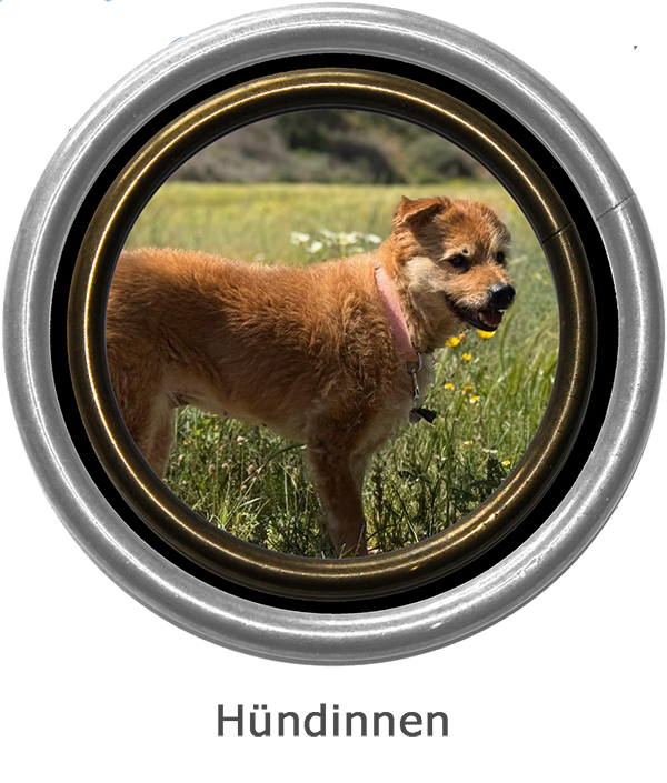 Hündinnen aktuell