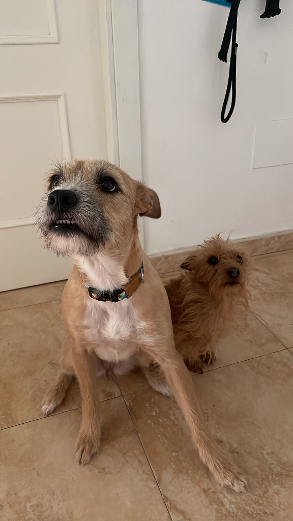 Fia und Pulguita