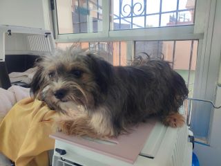 Linda 3