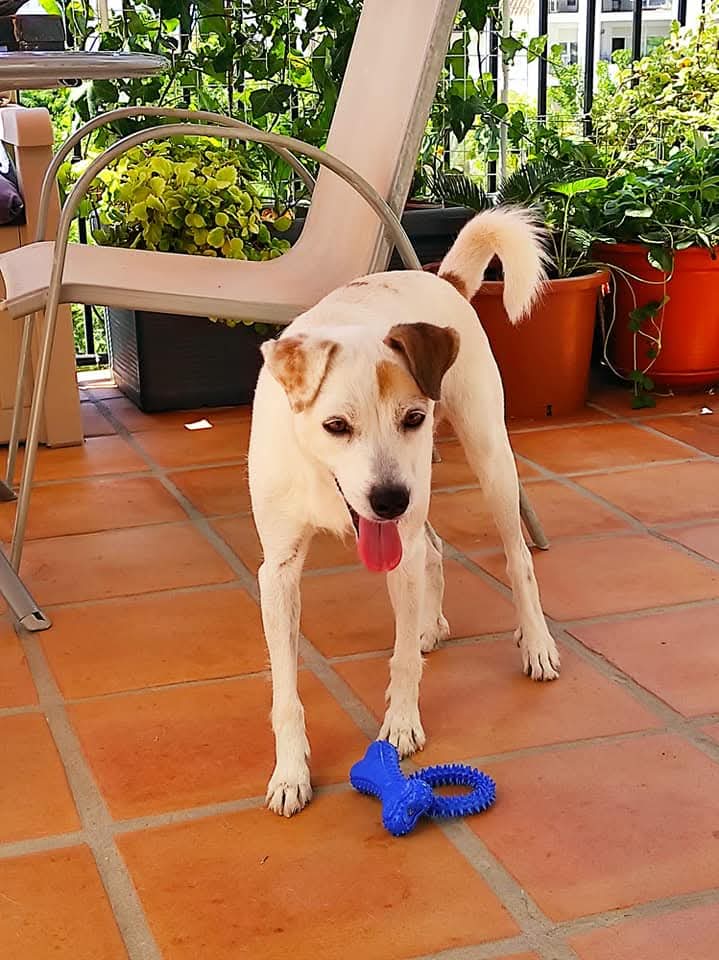 Luna 4