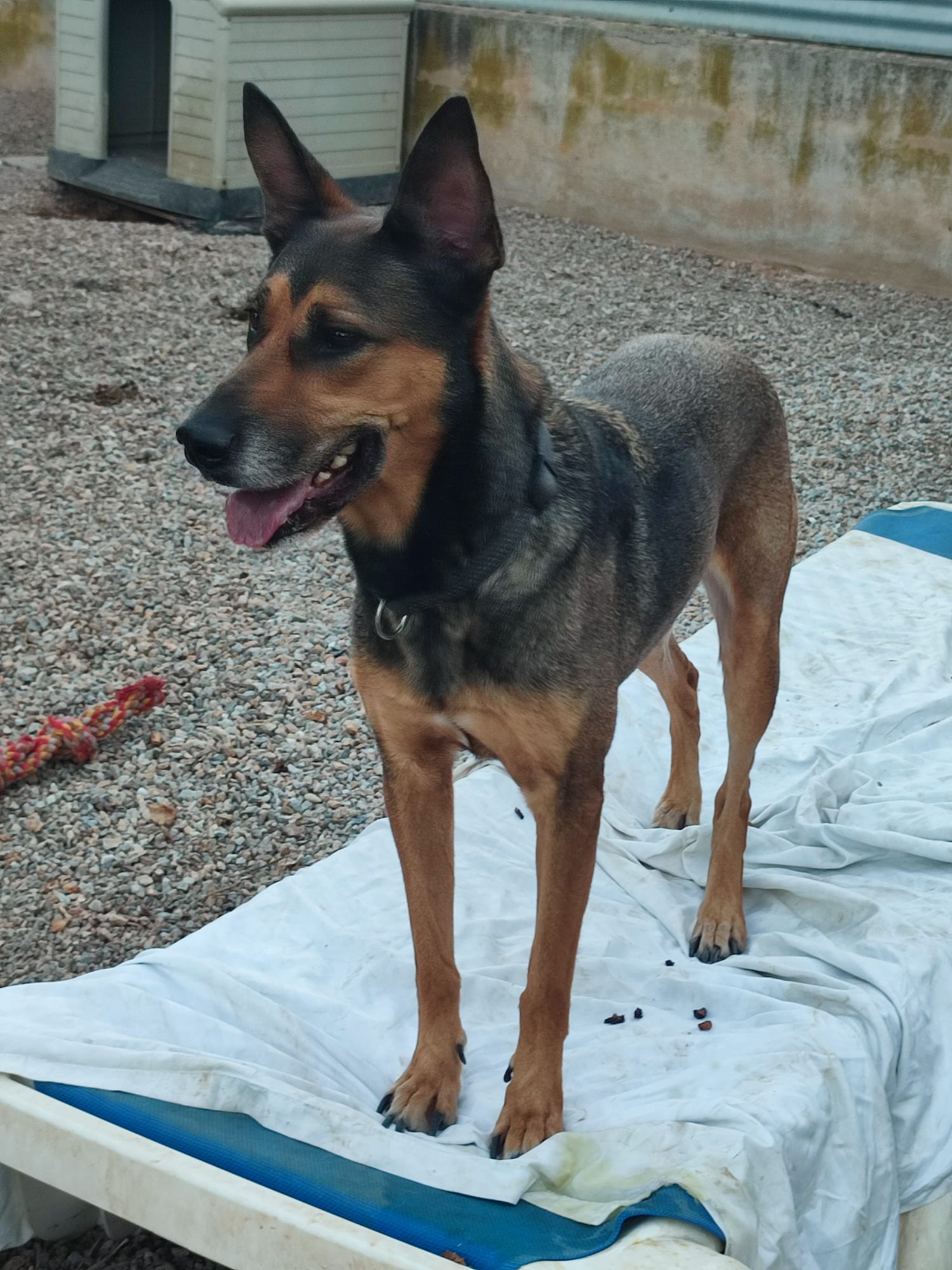 Rolo 1 am 10.10.2026