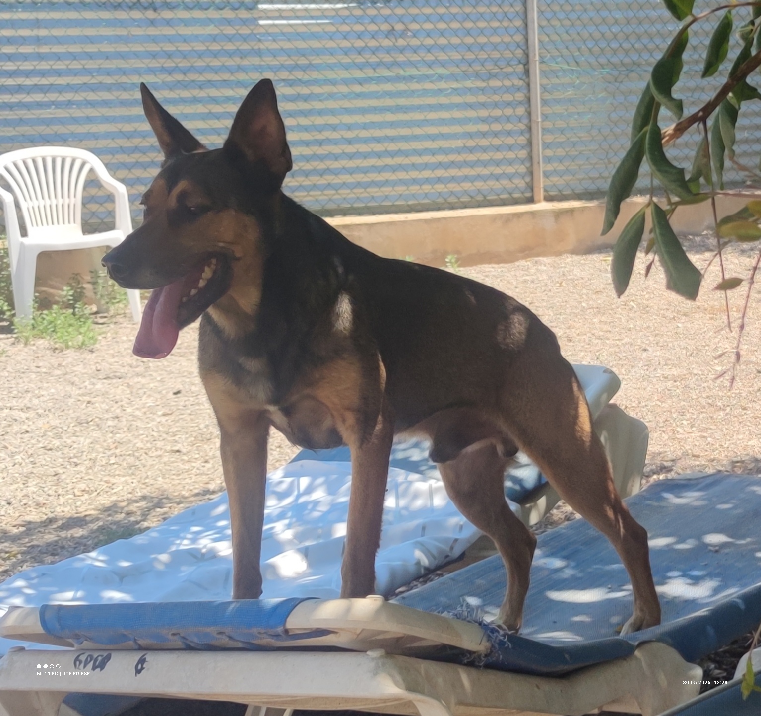 Rolo 5
