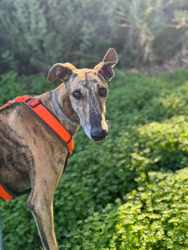 10 IMG 20251113 WA0022