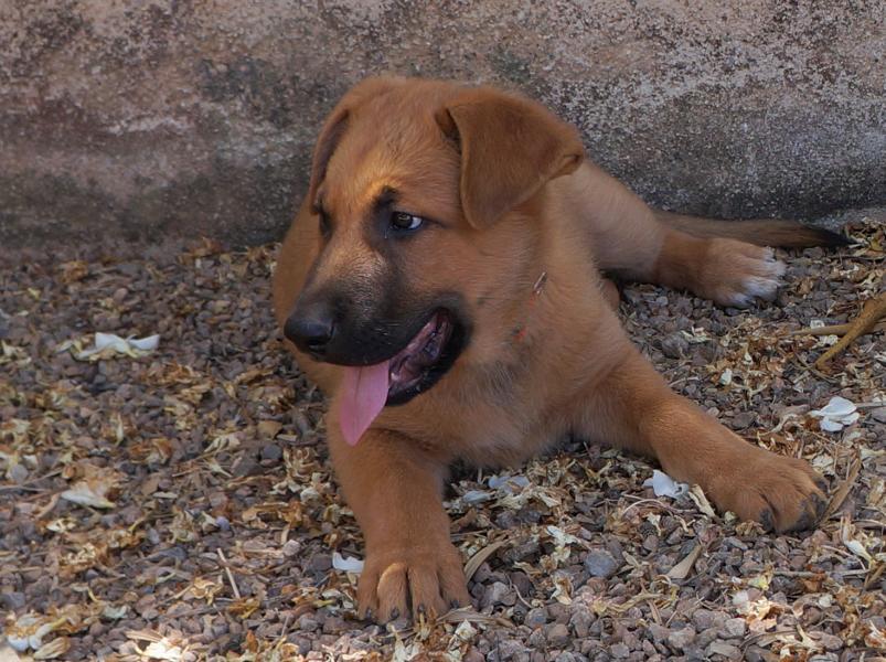Ares 4.1