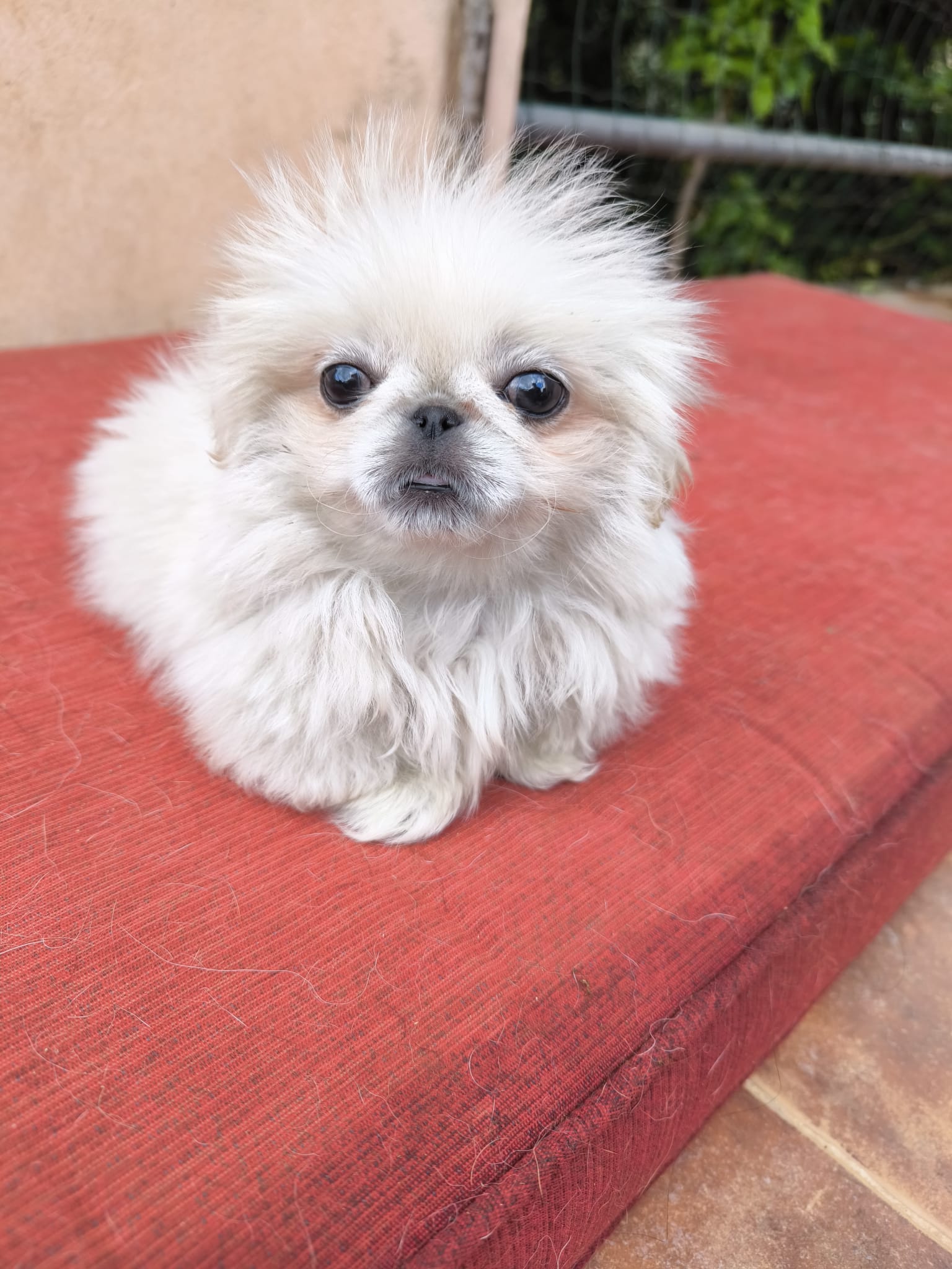 Furby 1 am 10.05.2026